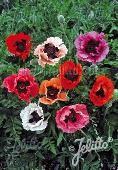 Papaver orientale 'Pizzicato'